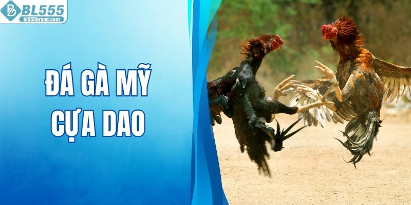 Đá Gà Mỹ Cựa Dao - Những Màn Tranh Tài Đầy Cảm Xúc