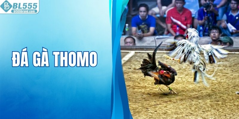 Đá Gà Thomo - Những Màn Tranh Tài Gay Cấn Đáng Theo Dõi