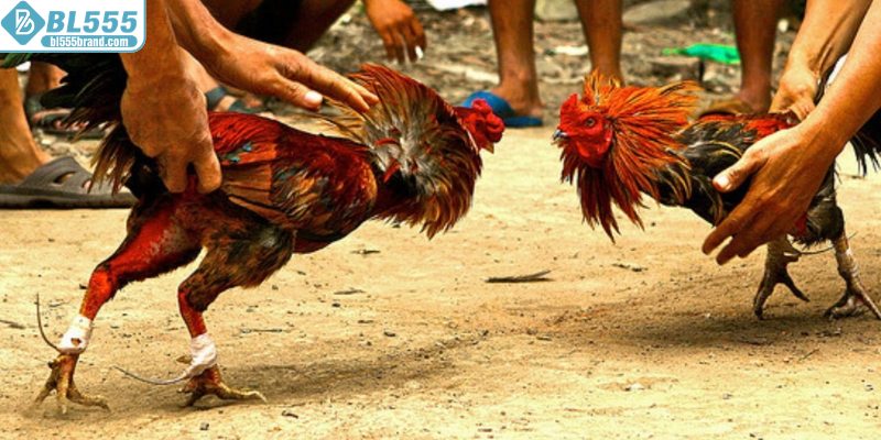 Những mẹo thực chiến để soi kèo đá gà thành công